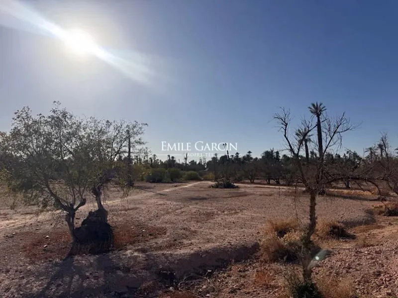 Terrain