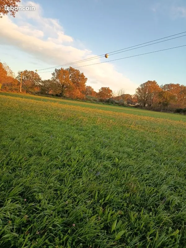Terrain