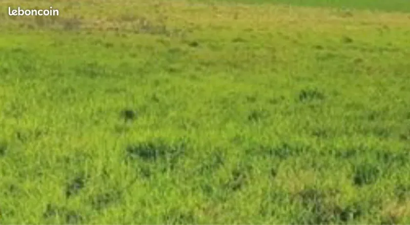 Terrain