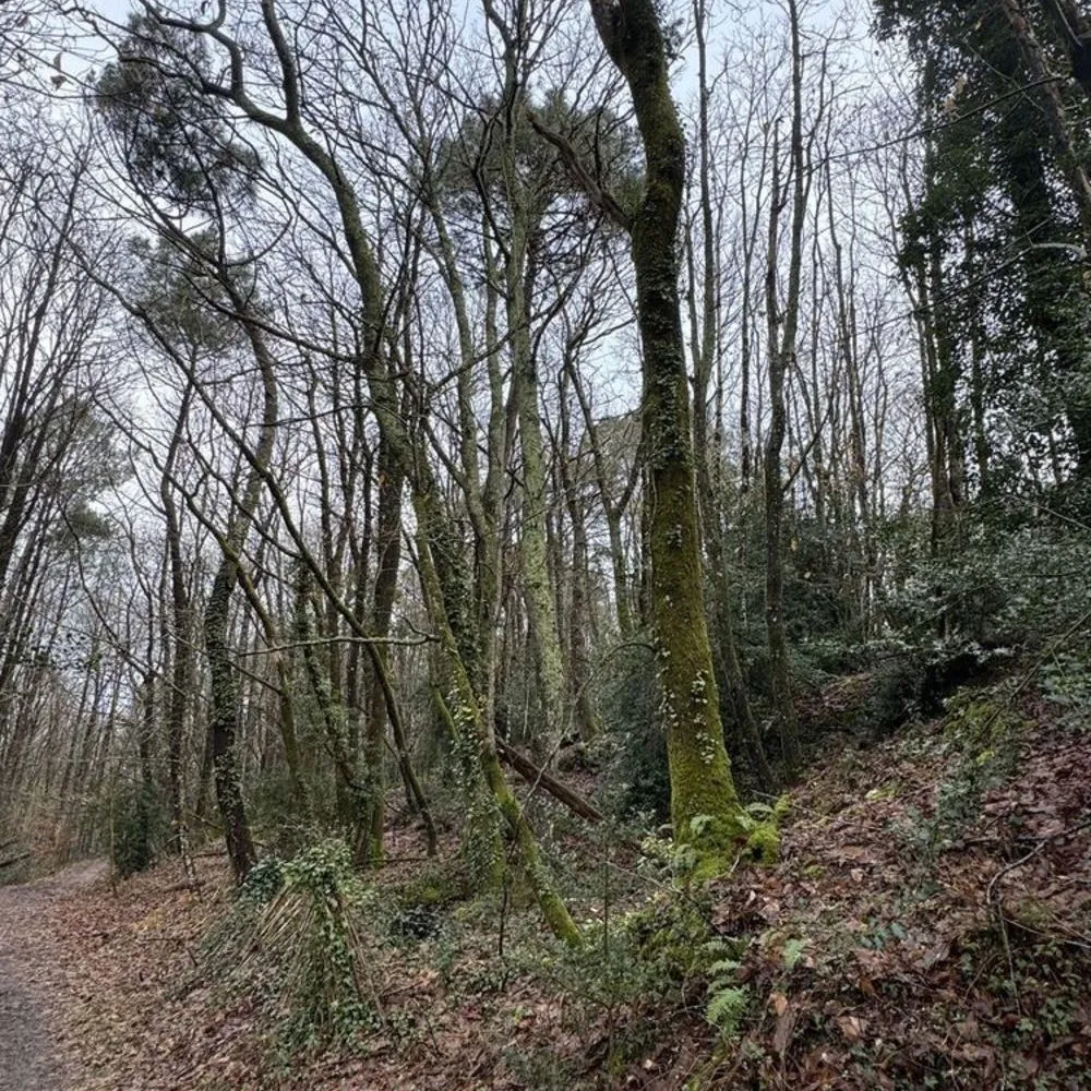 Terrain