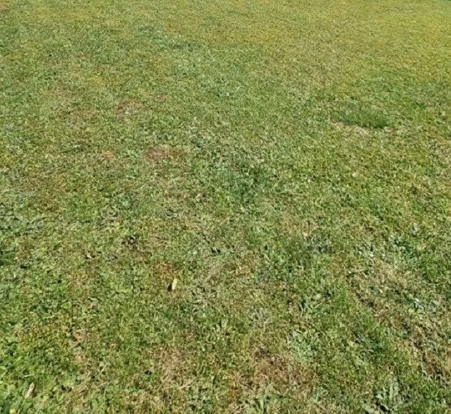 Terrain