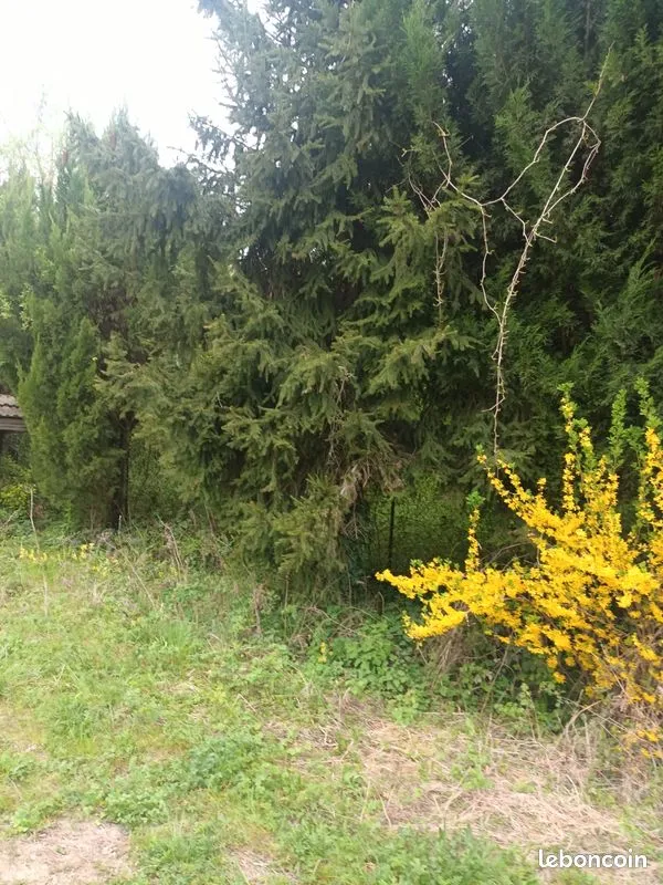 Terrain