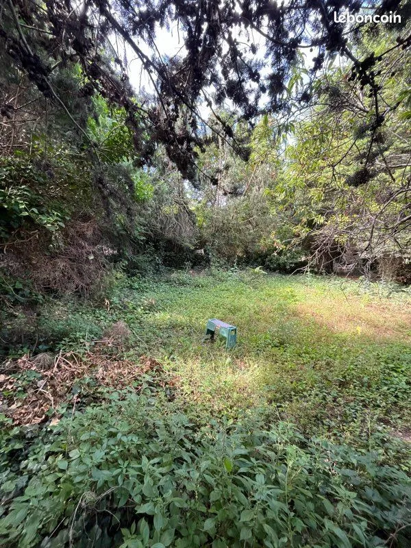Terrain