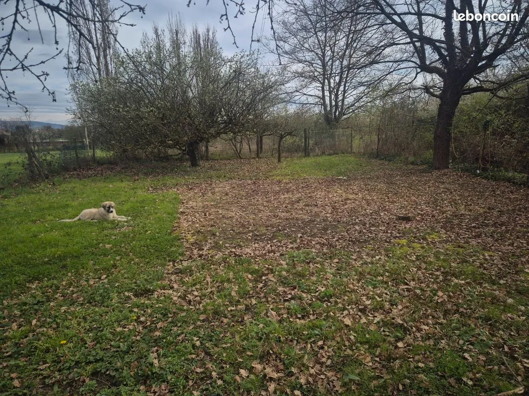 Terrain