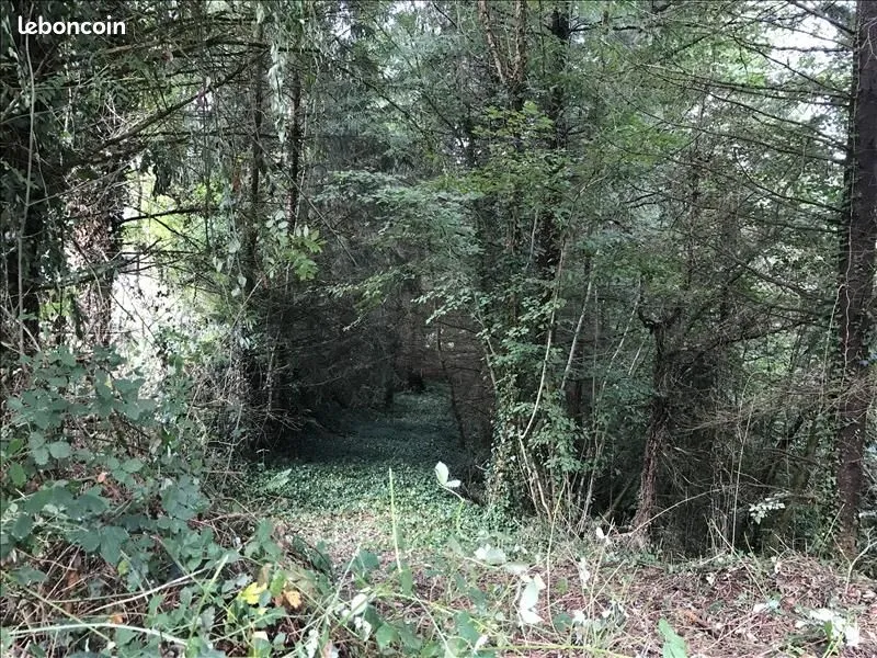 Terrain