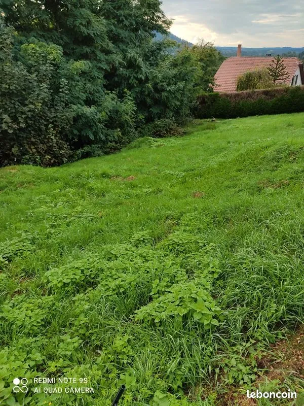 Terrain