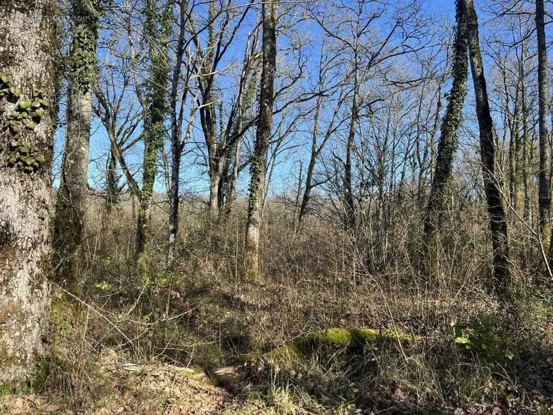 Terrain