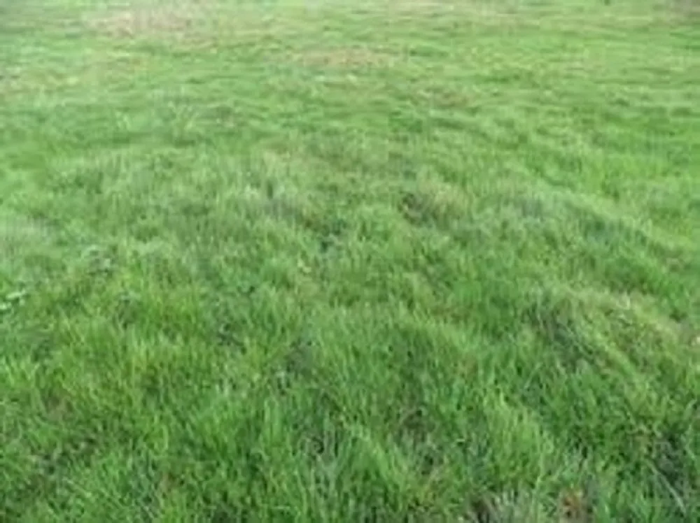 Terrain