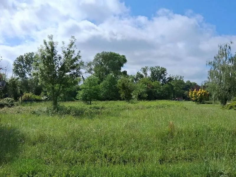 Terrain