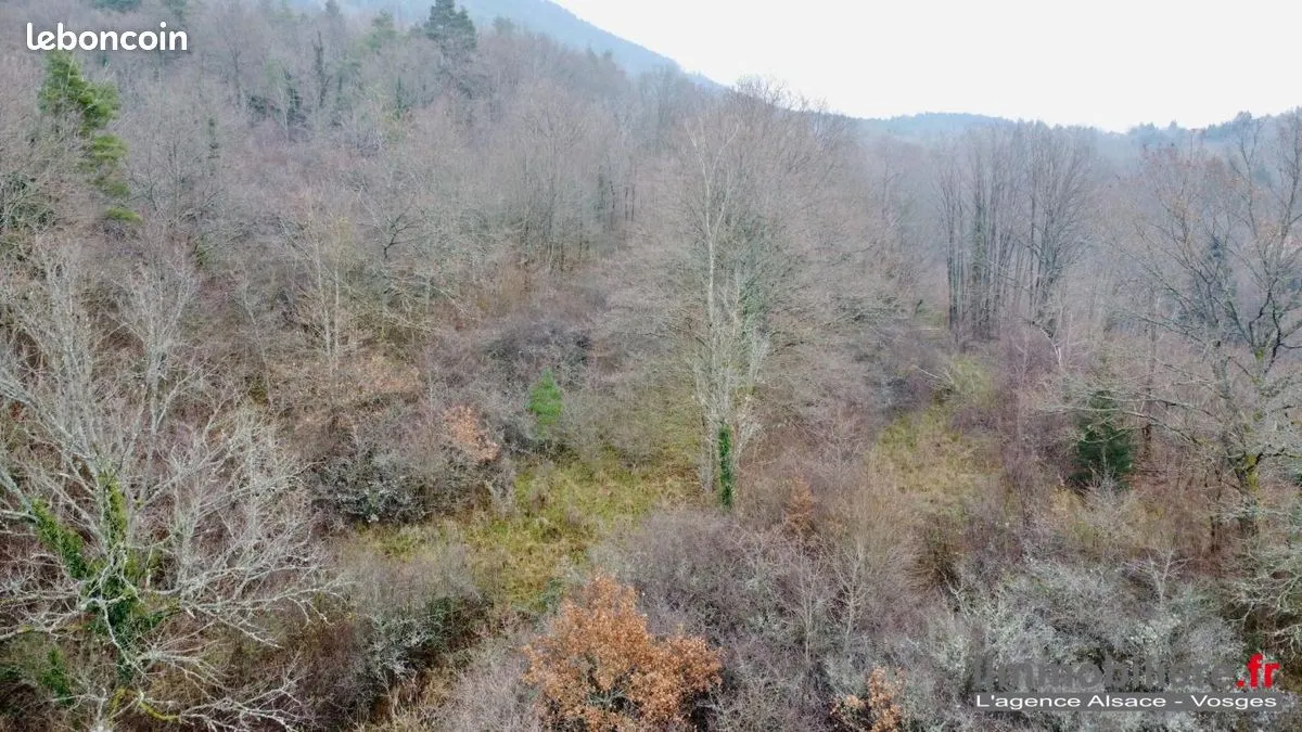 Terrain