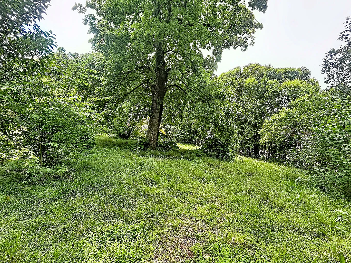 Terrain