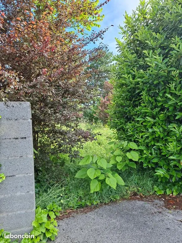 Terrain
