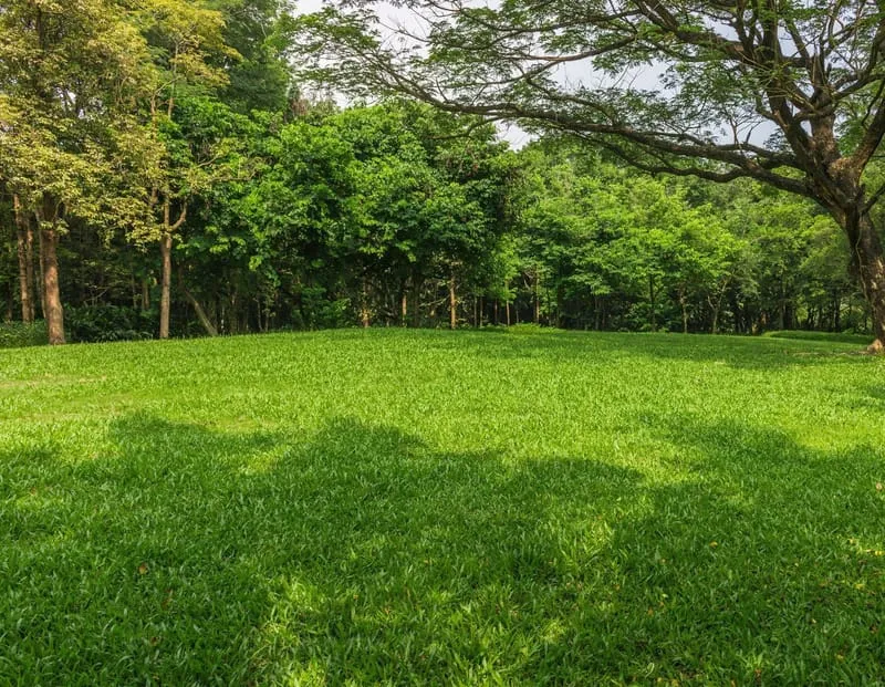 Terrain