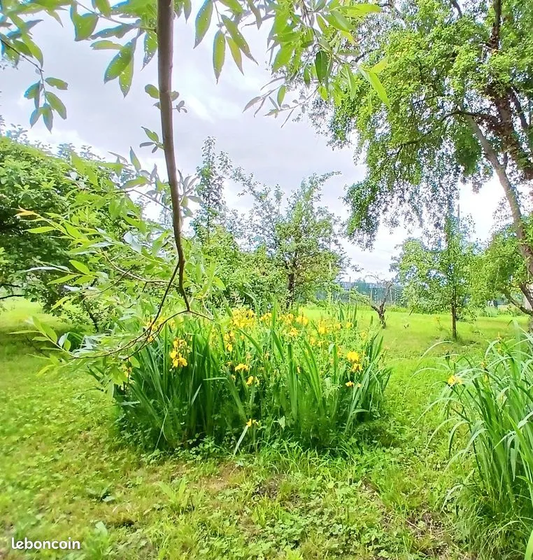 Terrain