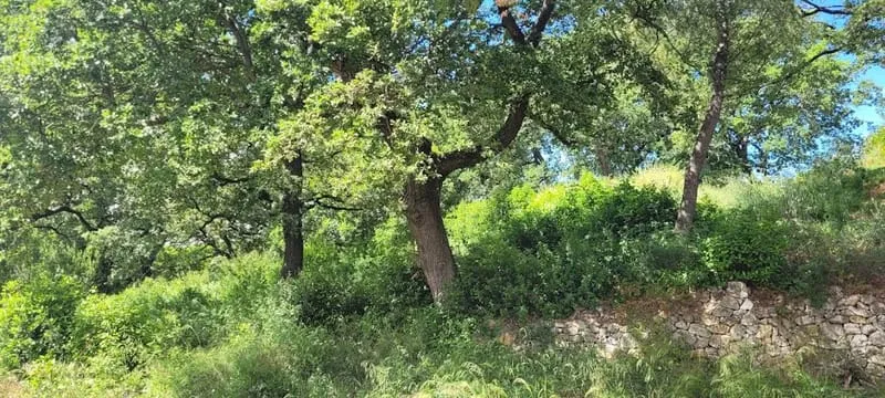 Terrain