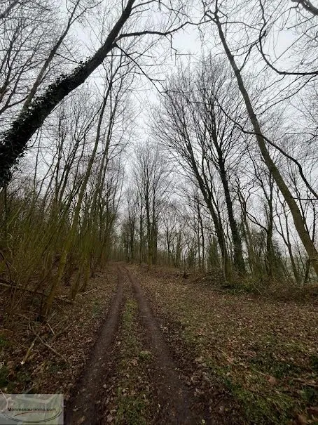 Terrain