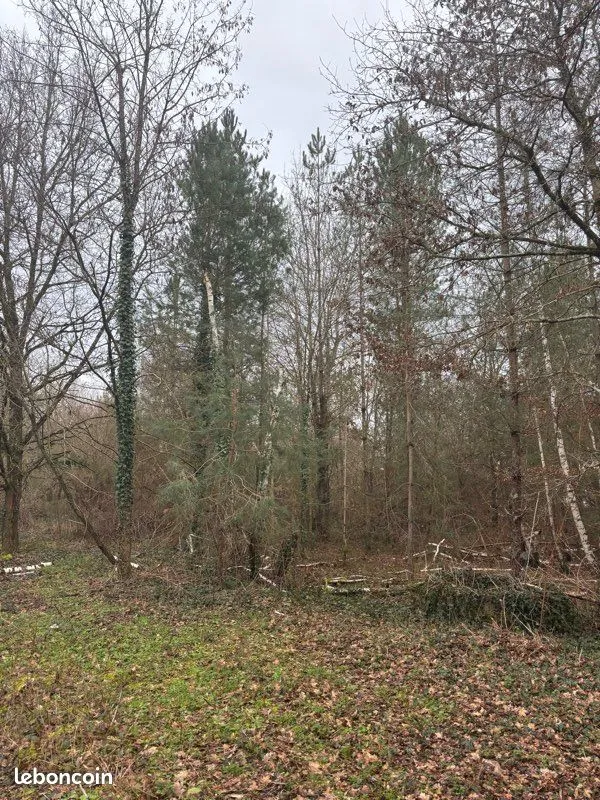 Terrain