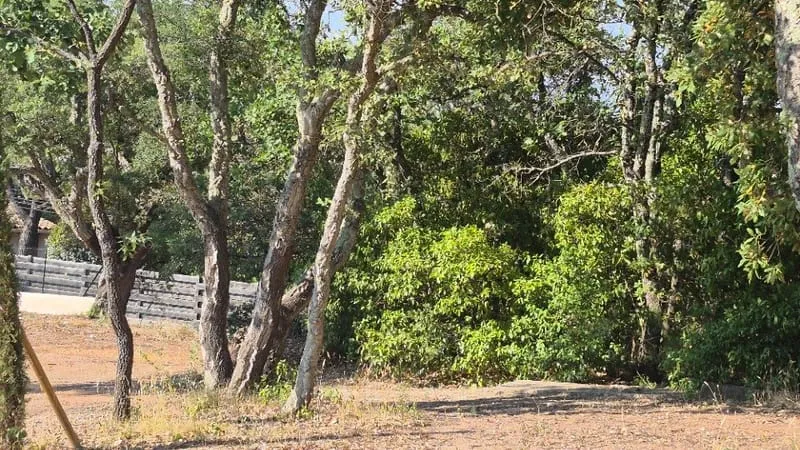 Terrain