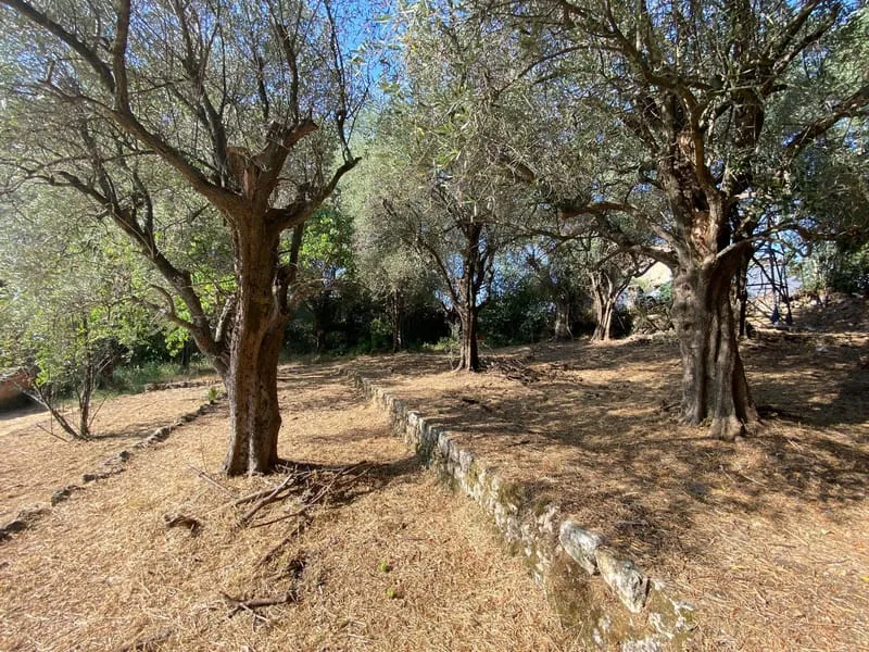 Terrain