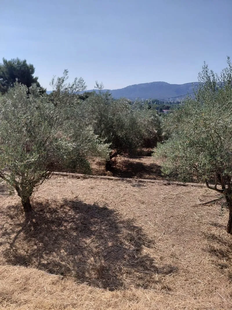 Terrain