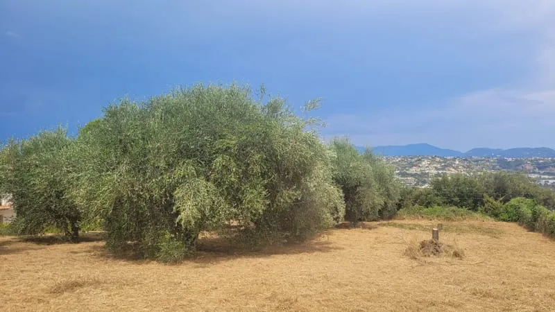 Terrain