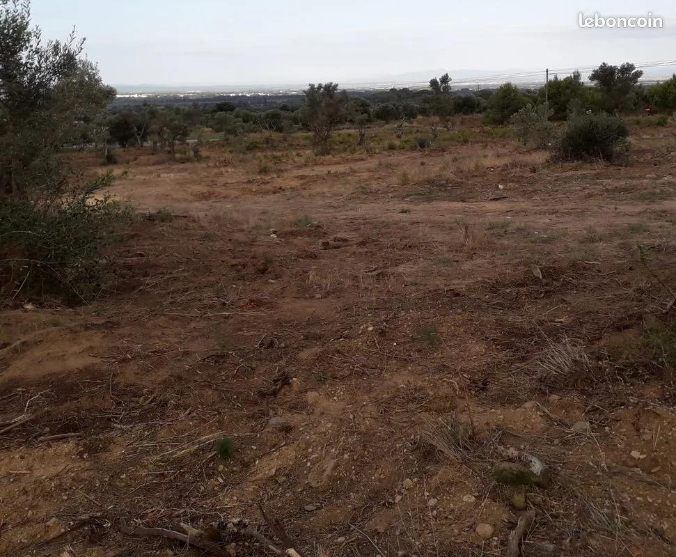 Terrain