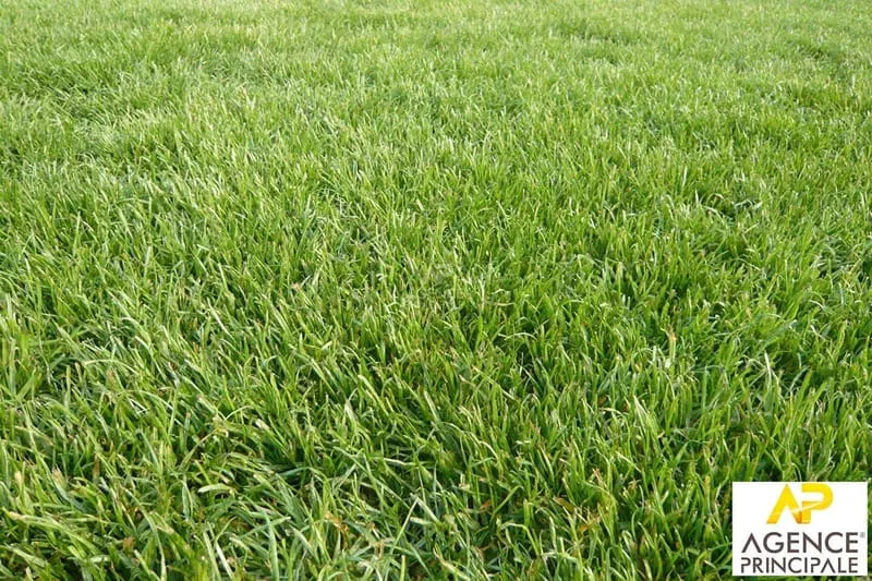 Terrain