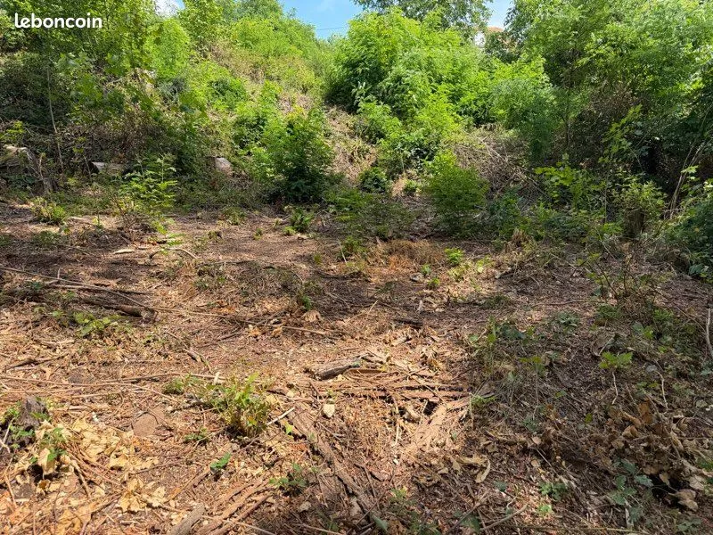 Terrain