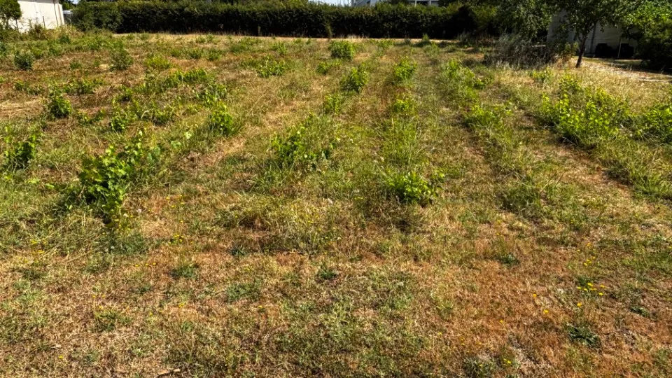 Terrain
