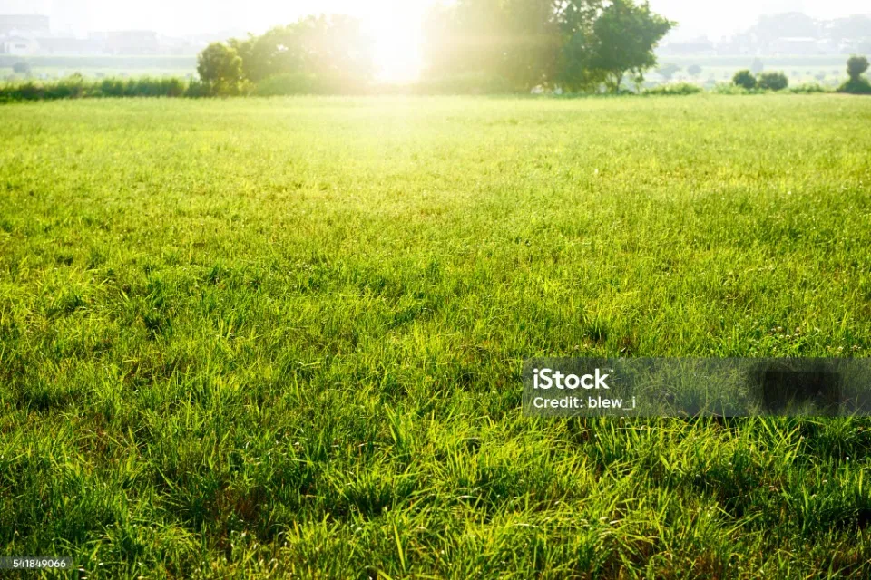 Terrain