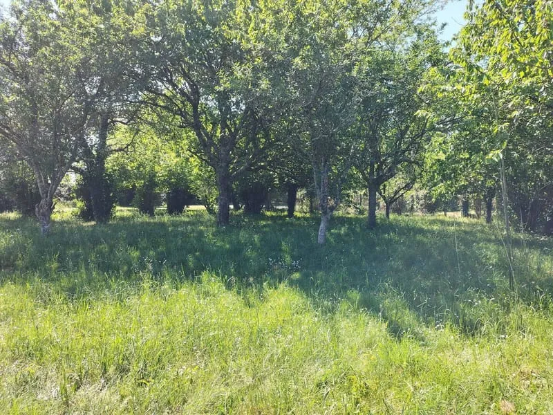 Terrain
