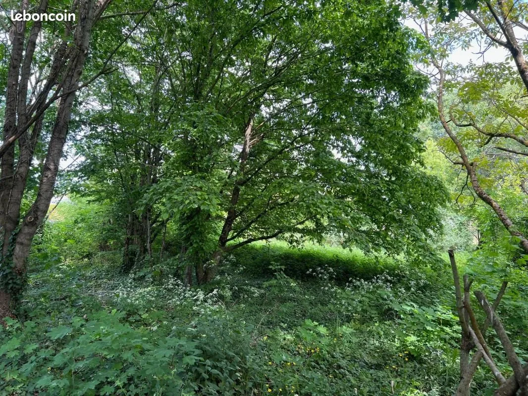 Terrain