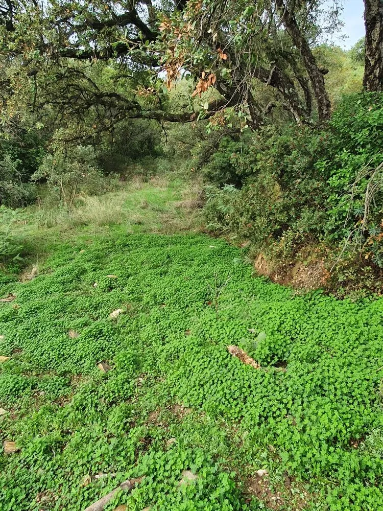 Terrain