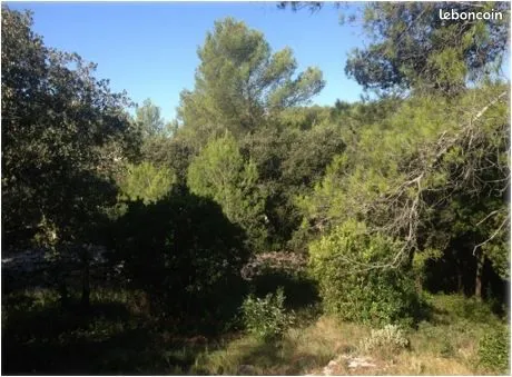Terrain