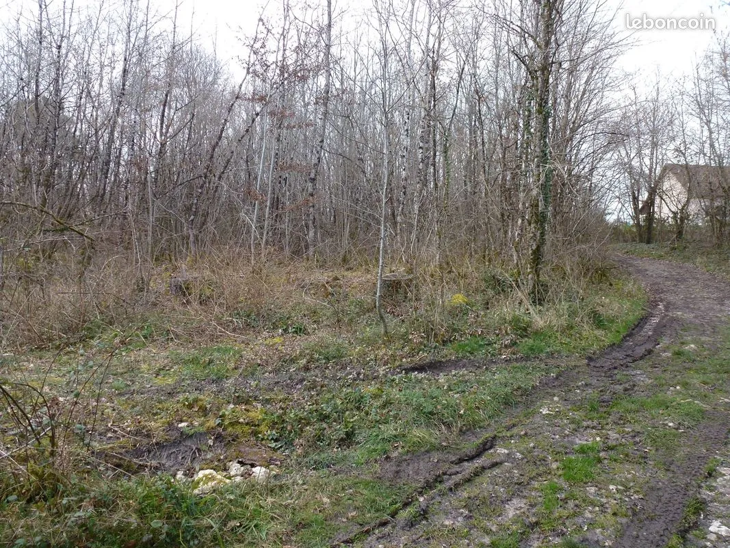 Terrain