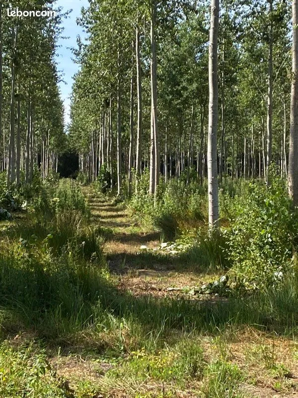 Terrain