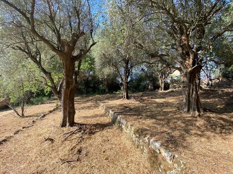 Terrain