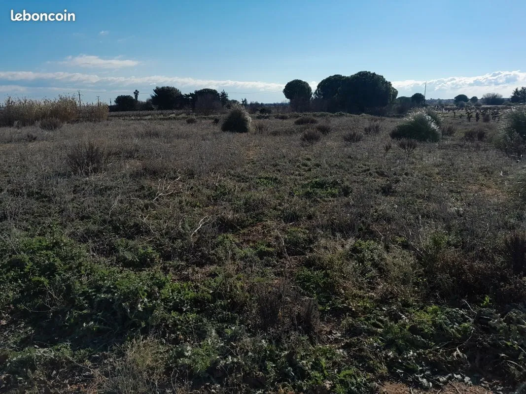 Terrain
