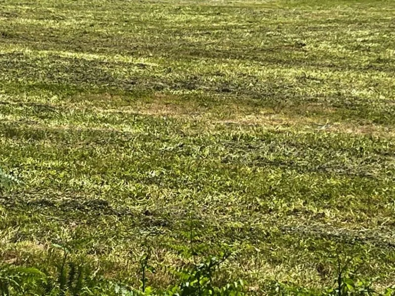 Terrain