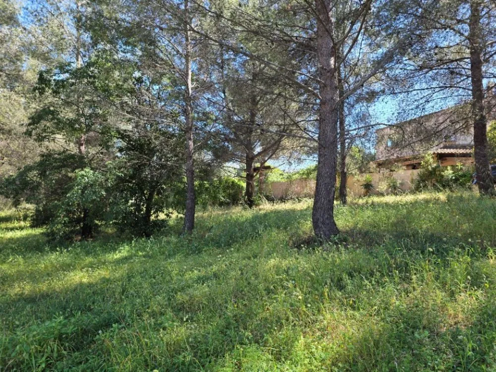 Terrain