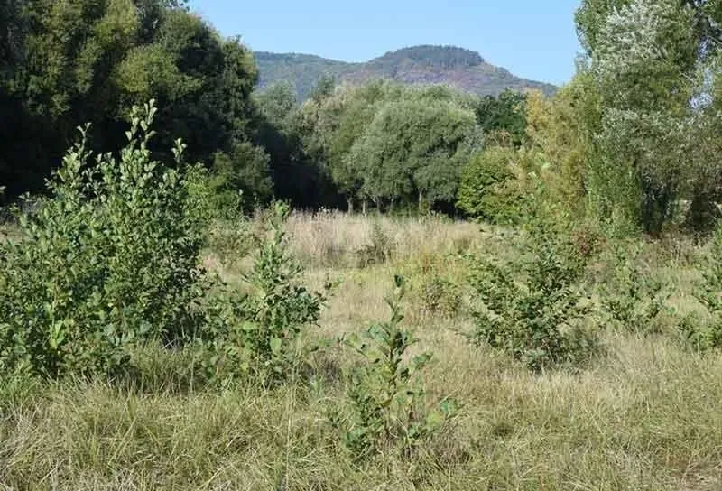 Terrain