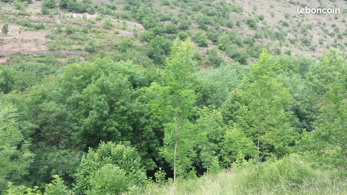 Terrain