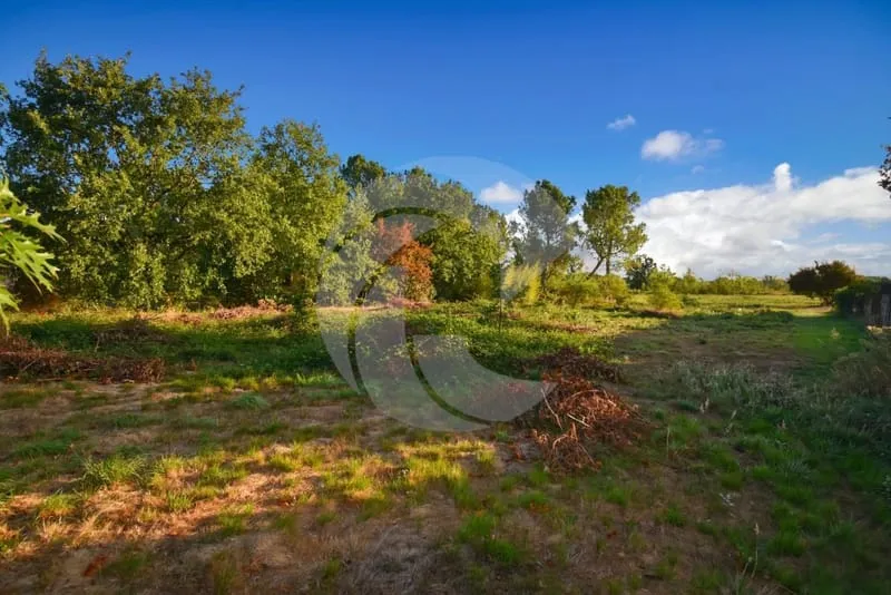 Terrain