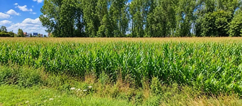 Terrain